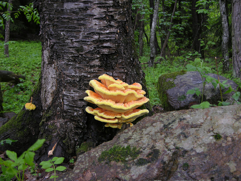 Laetiporus sulphureus(Bull.:Fr.)Murrill